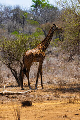Giraffe in Tsavo West national Park, Kenya
