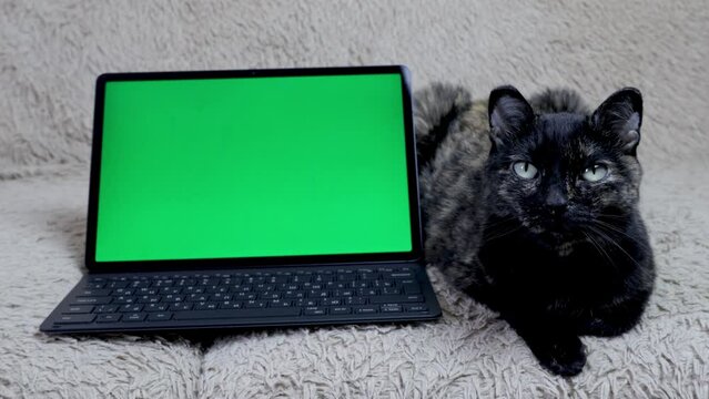 A black cat sits on a sofa near a tablet with a green screen. Chrome key