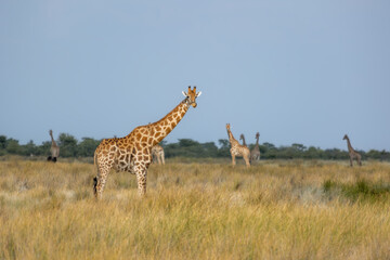 Small herd or group of giraffe, Giraffa, in warm golden morning light, Etosha, Namibia
