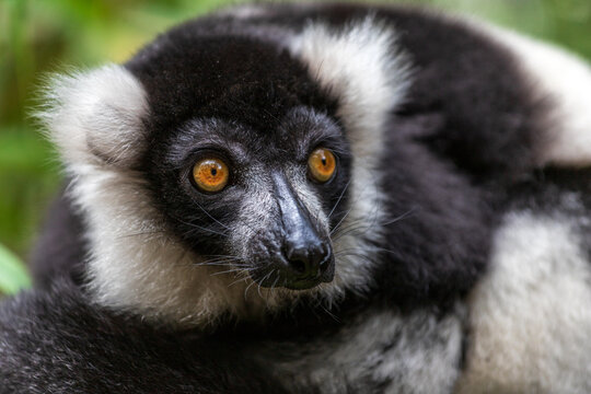 Portrait of Black-and-white ruffed lemur