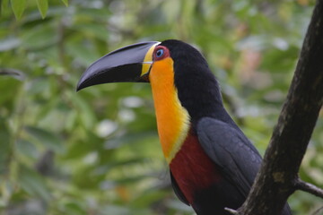 Toucan looking away