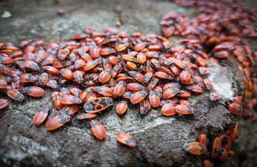 Spring day in the forest, on a large stump of a sawn tree, there is a huge flock of red wingless bugs.