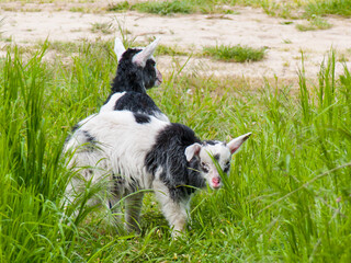 black and white goats playing in the green grass
