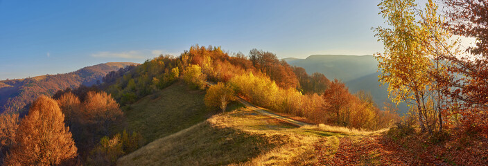 Picturesque autumn morning in the mountains. Golden foliage of the October forest. Sunny autumn in the Carpathians