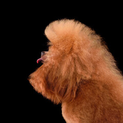 Red poodle licking
