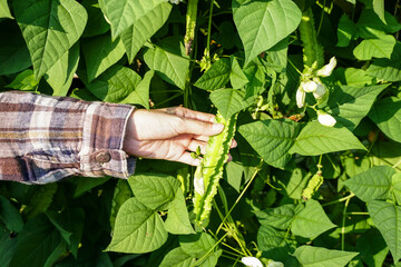 Woman worker picking a lots of fresh organic green winged bean in vegetable garden, farmer producer...