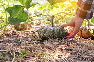 Woman worker picking organic Thai  pumpkin in the natural garden farm,  Gardener are harvesting pumpkin for sell to market.