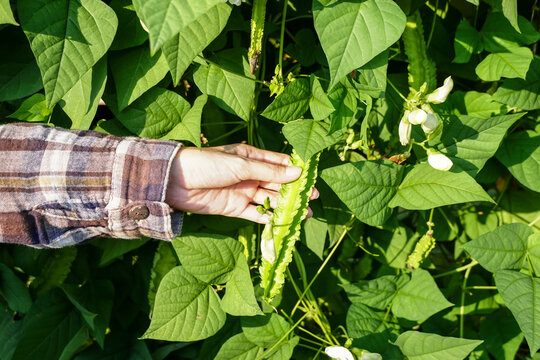 Woman worker picking a lots of fresh organic green winged bean in vegetable garden, farmer producer of bio food, Gardener are harvesting  green winged bean  for sell to local market.