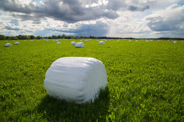 Harvesting hay in summer. Hay rolls packed in polyethylene.