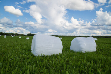 Harvesting hay in summer. Hay rolls packed in polyethylene.