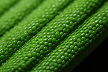 Obraz premium A detailed shot of a cactus spine, showcasing its unique shapes, textures, and natural defense mechanisms