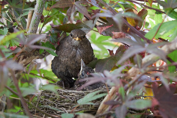 starling nest with two chicks in a maple tree, mother bird feeding the chicks