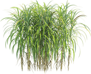 Side view of wild pampas grass