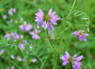 Fototapeta premium In nature, Securigera varia grows in herbs