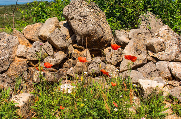 Wild spring flowers near Nerezisca on Brac Island in Croatia in May, including red poppies