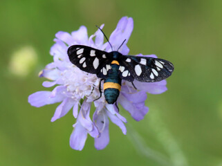 On the plant is a butterfly Amata phegea