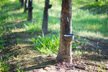 Rubber tree,Hevea brasiliensis or Para