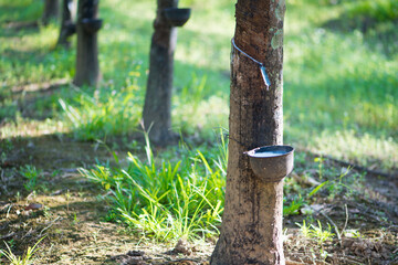 Rubber tree,Hevea brasiliensis or Para
