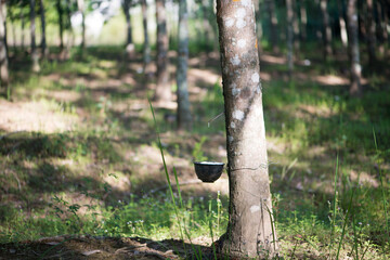 Rubber tree,Hevea brasiliensis or Para