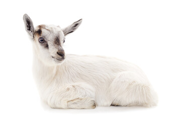 Little white goat.