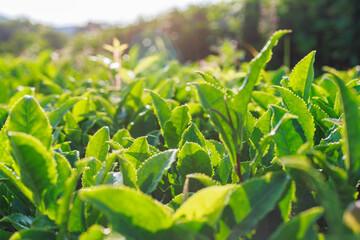 Closeup view of tea plant leaves.