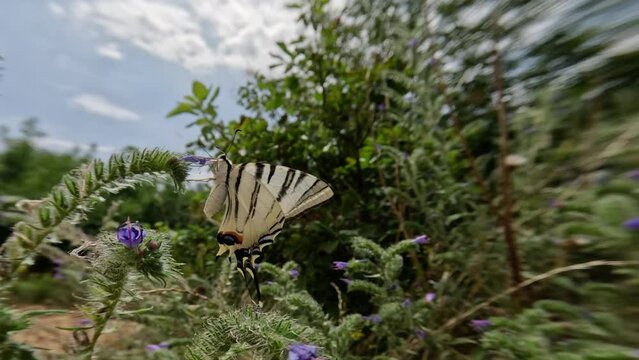 Iphiclides podalirius looking for nectar