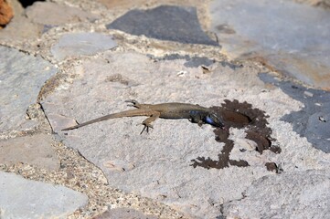 Trinkende Eidechse auf La Palma