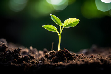 Seedling in sunlight