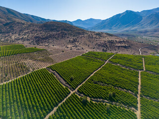 Aerial view of citriculture in Petorca in Chile, South America - plantation of citrus fruits