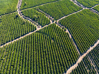 Aerial view of citriculture in Petorca in Chile, South America - plantation of citrus fruits