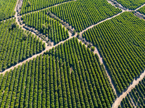 Aerial view of citriculture in Petorca in Chile, South America - plantation of citrus fruits
