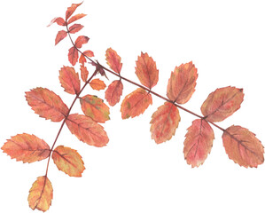 Bright autumn leaves on a branch with seeds and berries, painted in watercolor on a white background. Plant elements for creating postcards, invitations. patterns and packaging.