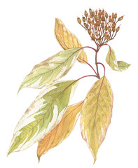 Bright autumn leaves on a branch with seeds and berries, painted in watercolor on a white background. Plant elements for creating postcards, invitations. patterns and packaging.
