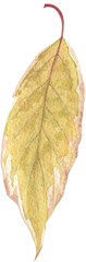Fototapeta premium Bright autumn leaves on a branch with seeds and berries, painted in watercolor on a white background. Plant elements for creating postcards, invitations. patterns and packaging.