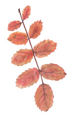 Bright autumn leaves on a branch with seeds and berries, painted in watercolor on a white background. Plant elements for creating postcards, invitations. patterns and packaging.