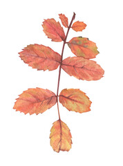 Bright autumn leaves on a branch with seeds and berries, painted in watercolor on a white background. Plant elements for creating postcards, invitations. patterns and packaging.