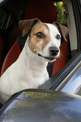 Dog. Jack Russell terrier. Cute purebred dog in the car. Road trip