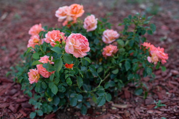 A blooming rose bush