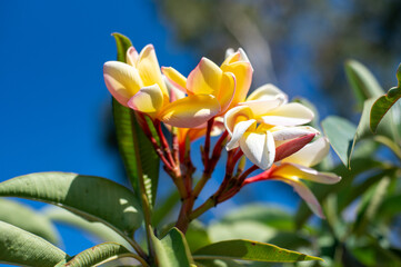 Obraz premium Plumeria flower 