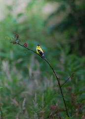 American Goldfinch