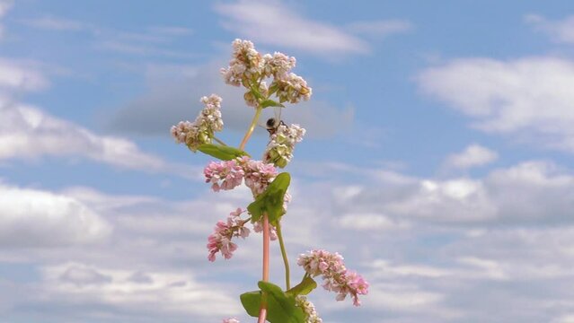 Buckwheat flowers with ready buckwheat grains. Blooming buckwheat field. Buckwheat with blooming flowers during the vegetative period. Field with organic plants. Eco agriculture.