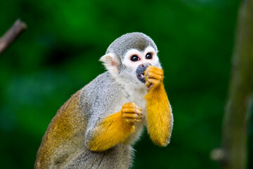 Squirrel Monkey