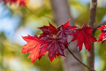 Brilliant Red Maple Leaves On The Tree In Spring