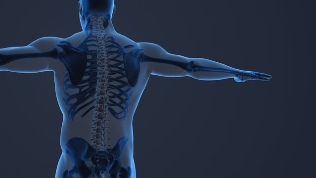 painful sacral and cervical medical background.