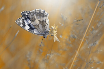 Motyl Polowiec szachownica (Melanargia galathea), letnia polana z owadami