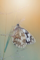 Motyl Polowiec szachownica (Melanargia galathea), letnia polana z owadami © anettastar