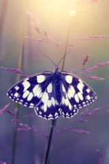 Motyl Polowiec szachownica (Melanargia galathea), letnia polana z owadami © anettastar