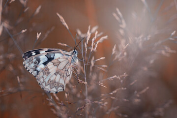 Motyl Polowiec szachownica (Melanargia galathea), letnia polana z owadami © anettastar