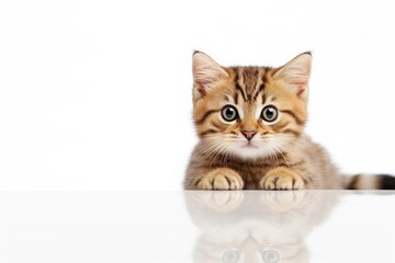 red cat with stripes on white background.