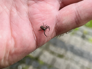 A small spider without one leg walking on a man's hand